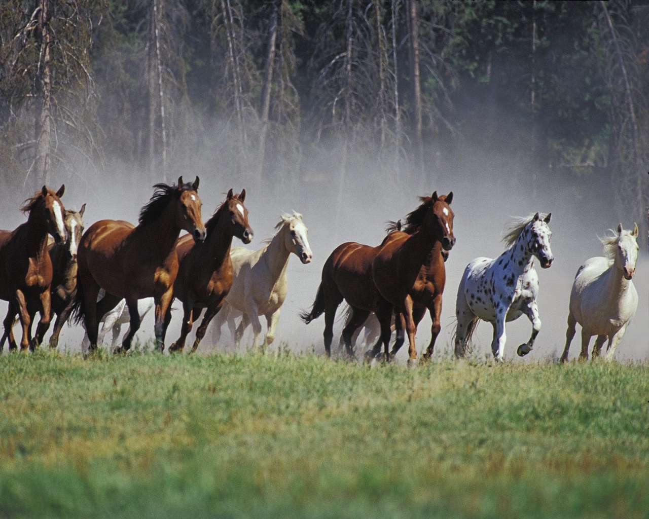 Caballos Coaching 04
