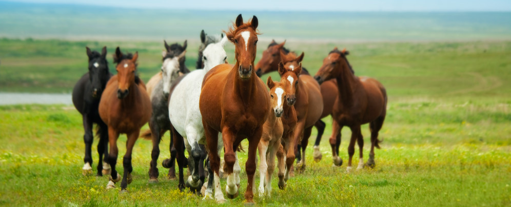 Of Horses And Men