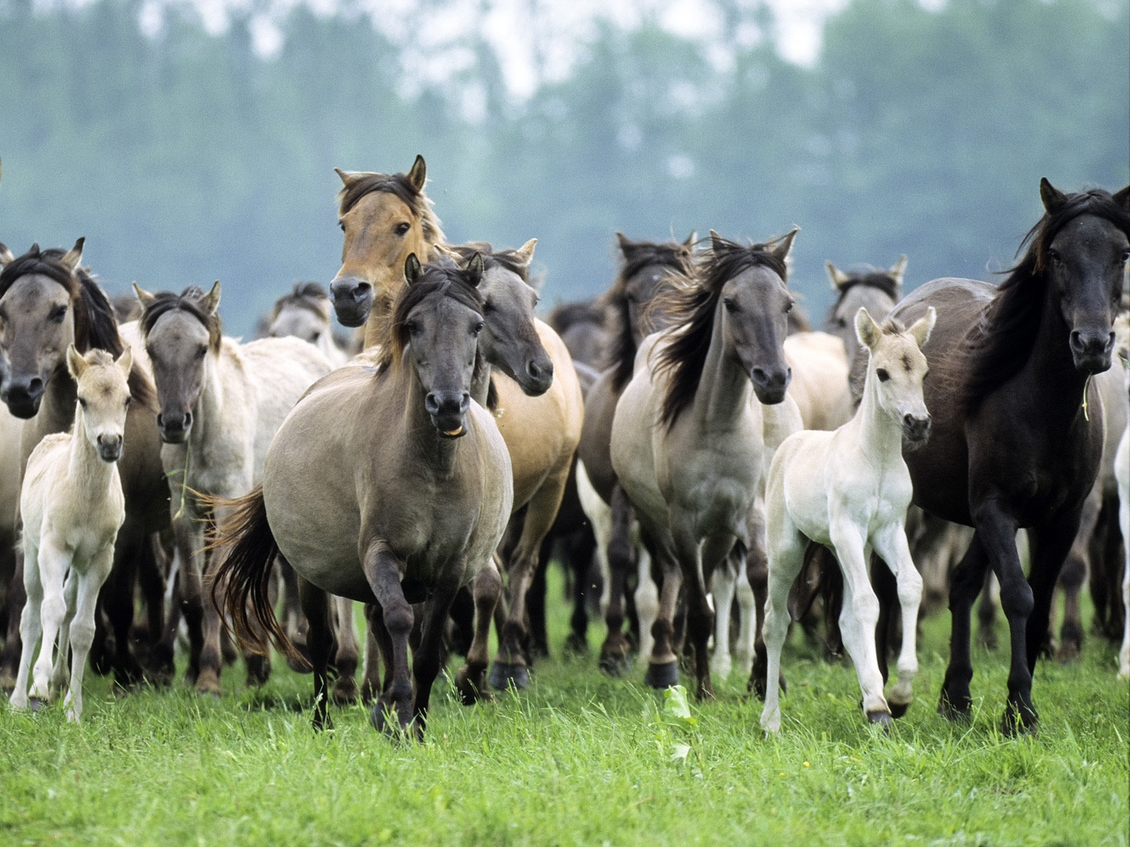 running horses wild germany pics desktop p os free 454866