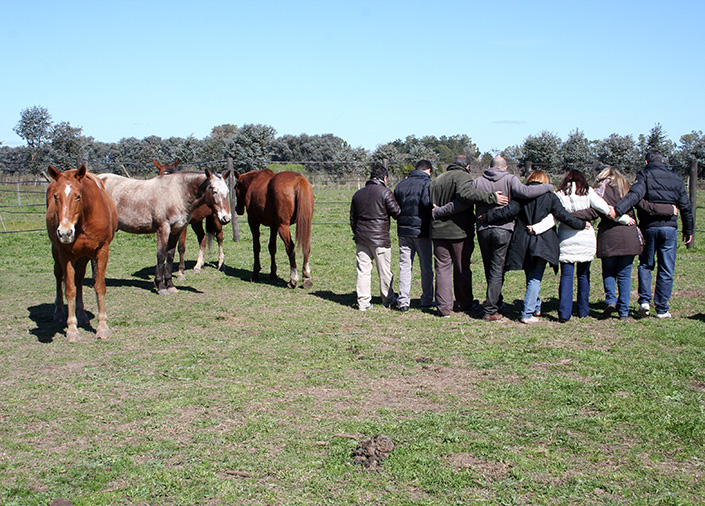 Coaching Con Caballos, Cómo Los Caballos Nos Pueden Enseñar Inteligencia Emocional Y Liderazgo