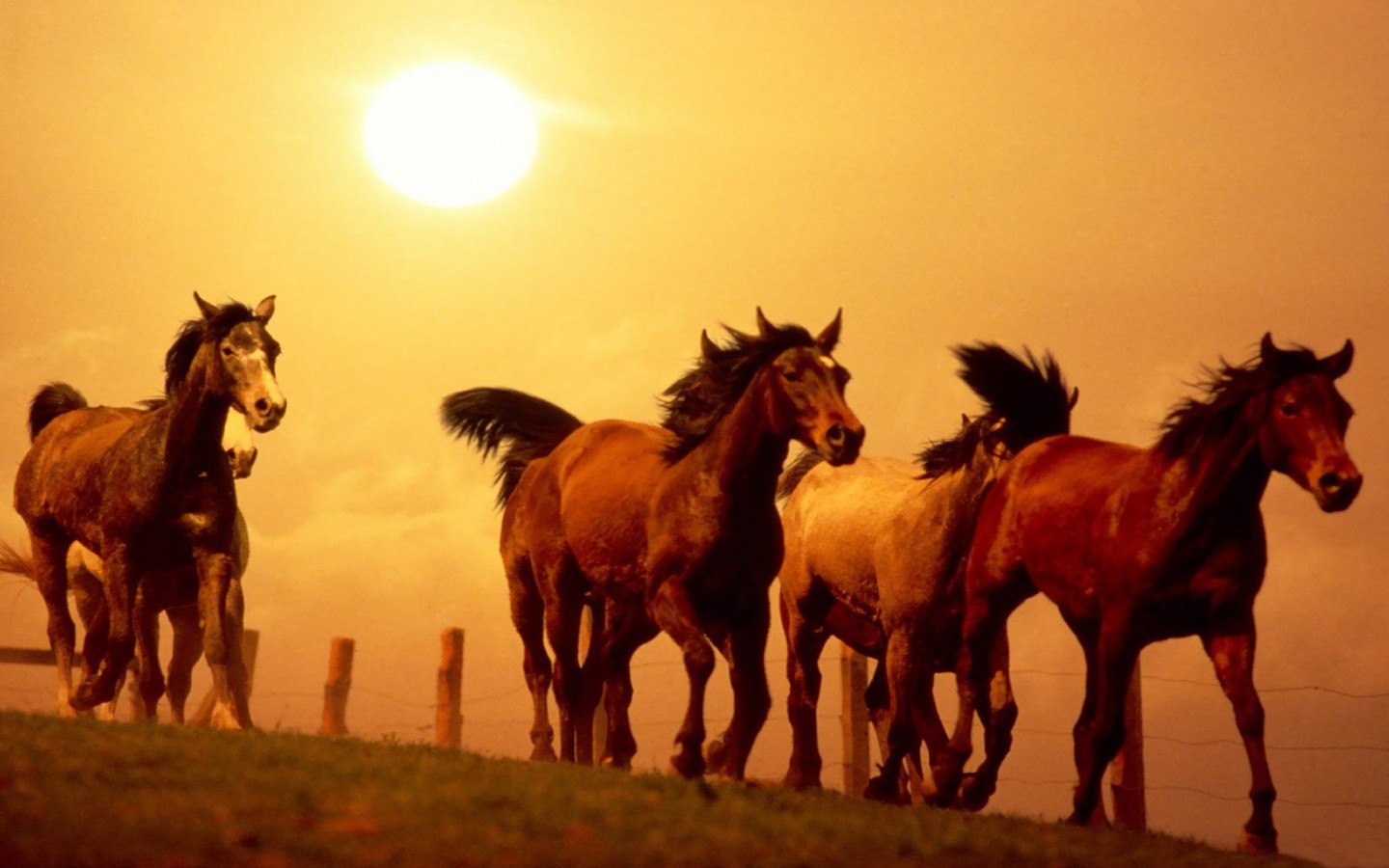Post Caballos